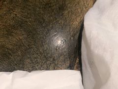 -周师兄大刀腰片火锅(洪崖洞旗舰店)