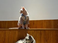 -有猫主题·治愈系猫咖(曾厝垵店)