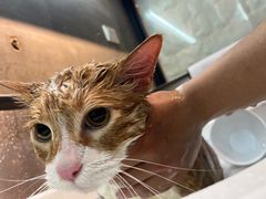 -PETKIT小佩宠物·低压洗护(国顺东路店)