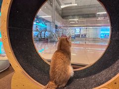 -大型宠物商超·宠海王国·宠物猫狗活体·用品·美容(新世界百货重庆店)