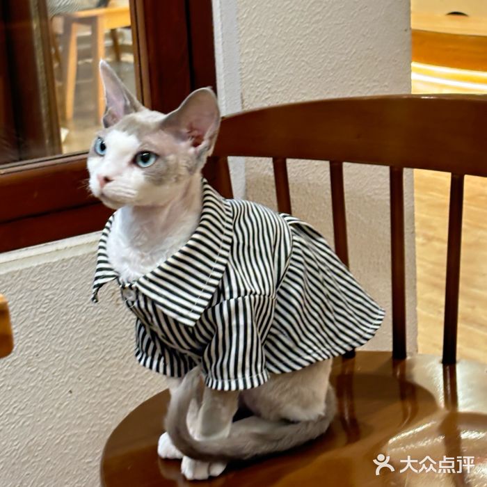 猫小主咖啡·猫咖cat cafe(福田店)图片