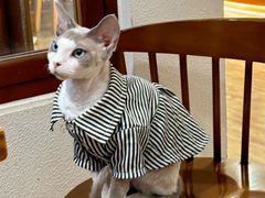 -猫小主咖啡·猫咖cat cafe(福田店)