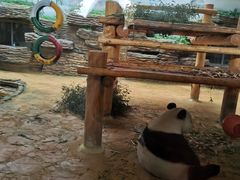 -西霞口神雕山野生动物世界