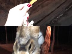 -清迈夜间动物园