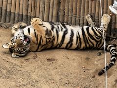 -西霞口神雕山野生动物世界