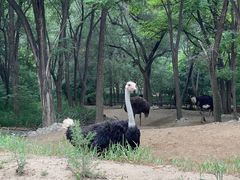 -北京野生动物园