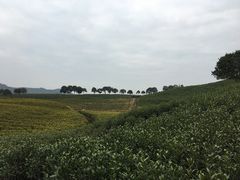 -帐篷客·溪龙茶谷度假酒店