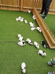 -萌宠亲子动物乐园(槐房万达店)