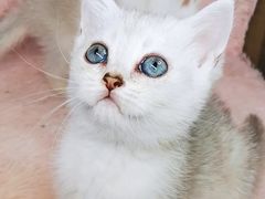 -十年猫舍·猫咪专门店(普陀店)