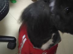 -小呆的宠物店·宠物售卖·宠物寄养(城西店)