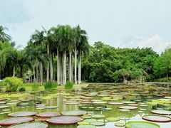 -中国科学院西双版纳热带植物园