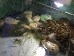 -上海大自然野生昆虫馆(东方明珠·爬宠昆虫探索中心)