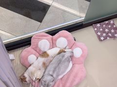 -三花喵·撸猫购宠·宠物生活馆(虹桥南丰城店)