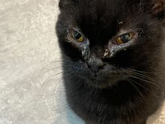 -猫房·猫吧·猫咖(龙湖时代汇店)