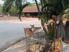 -清迈夜间动物园