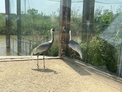 -盐城丹顶鹤湿地生态旅游区