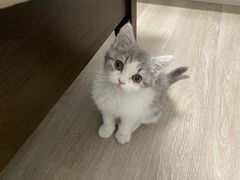 -PETKIT小佩宠物·低压洗护(国顺东路店)