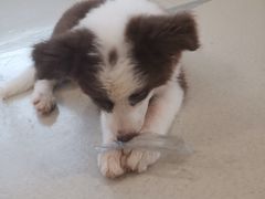 -共舞时光猫咖·狗咖(新街口店)