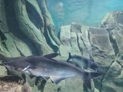 -苏州海洋馆