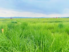 -敕勒川草原