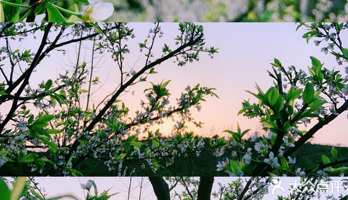 小众岛屿 |苏州洞庭西山🌈采茶的季节🍃