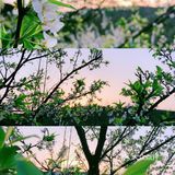 小众岛屿 |苏州洞庭西山🌈采茶的季节🍃