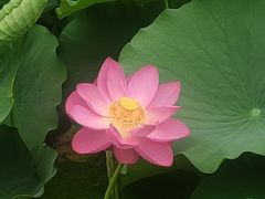 -莲湖公园