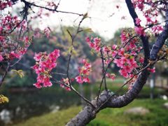 -映月湖公园