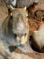 -Zoolung Zoolung动物主题公园(海信广场店)