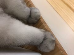-李小姐の猫咖啡馆(五角场店)
