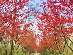 -合肥滨湖国家森林公园