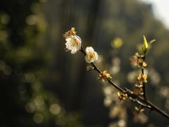 -广州市流溪河国家森林公园