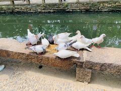 -西园戒幢律寺