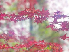 -成都杜甫草堂博物馆