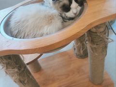 -共舞时光猫咖·狗咖(新街口店)