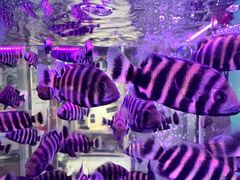 -花鸟鱼虫鲜花绿植市场(玉泉路店)