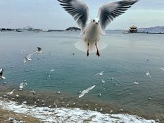 -栈桥景区
