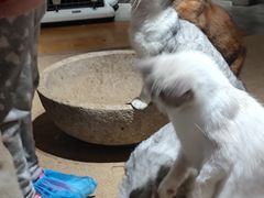 -more than meow吴止猫主题餐厅(承德 中船汇店)