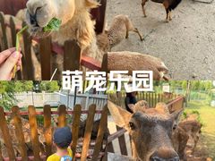 -王借岗森林公园