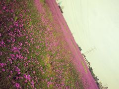 -紫颐香薰山谷景区
