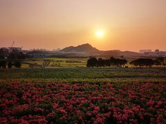 -光明小镇欢乐田园