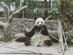 -都江堰中华大熊猫苑