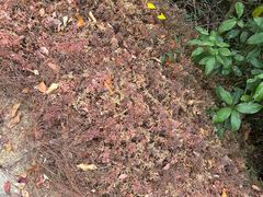 -广州白江湖森林公园