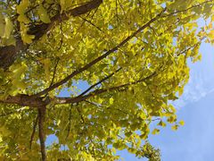 -武汉紫薇都市田园