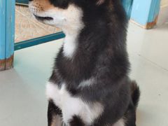 -喜柴咖啡·柴犬狗咖