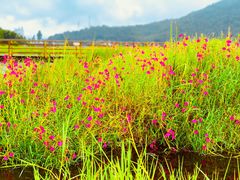 景点-腾冲北海湿地