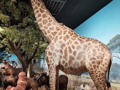 -陕西自然博物馆