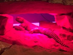 -迪拜水族馆及水下动物园