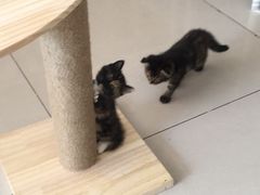 -平行世界·猫咖(首经贸店)