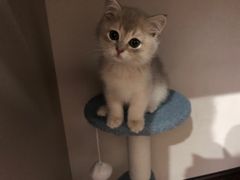 -东方名猫馆·英短金渐层布偶猫舍(环线广场1号楼店)